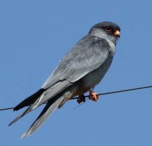 amur falcons