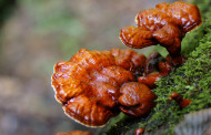 Ganoderma lucidum, Mushroom used in Chinese medicine reduces weight gain: Research