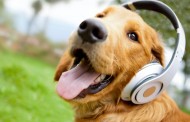 Most Dogs Love Reggae Music, Study Shows