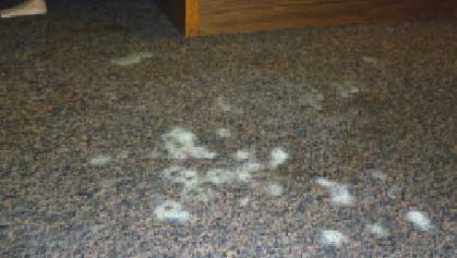 How do you remove mold from carpet?