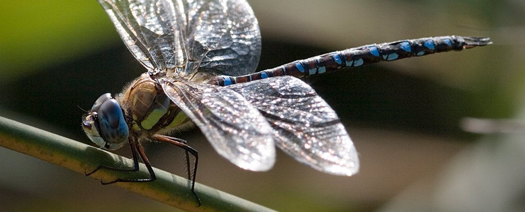 Female Dragonflies Play Dead to Discourage Stalking Males