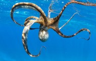 8 Things to Know About Octopuses