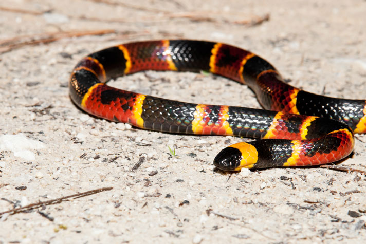 Most Venomous Snake in the US - Coral Snake