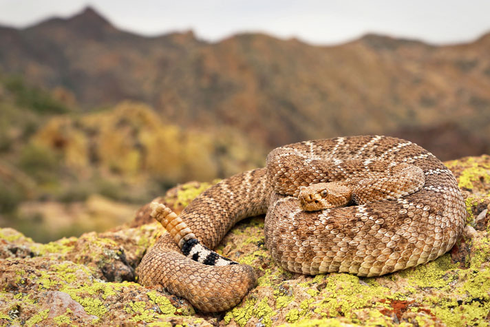 Most Venomous Snake in the US - Western Diamond Rattle Snake