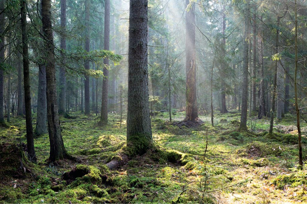 largest forest in the world - Bialowieza