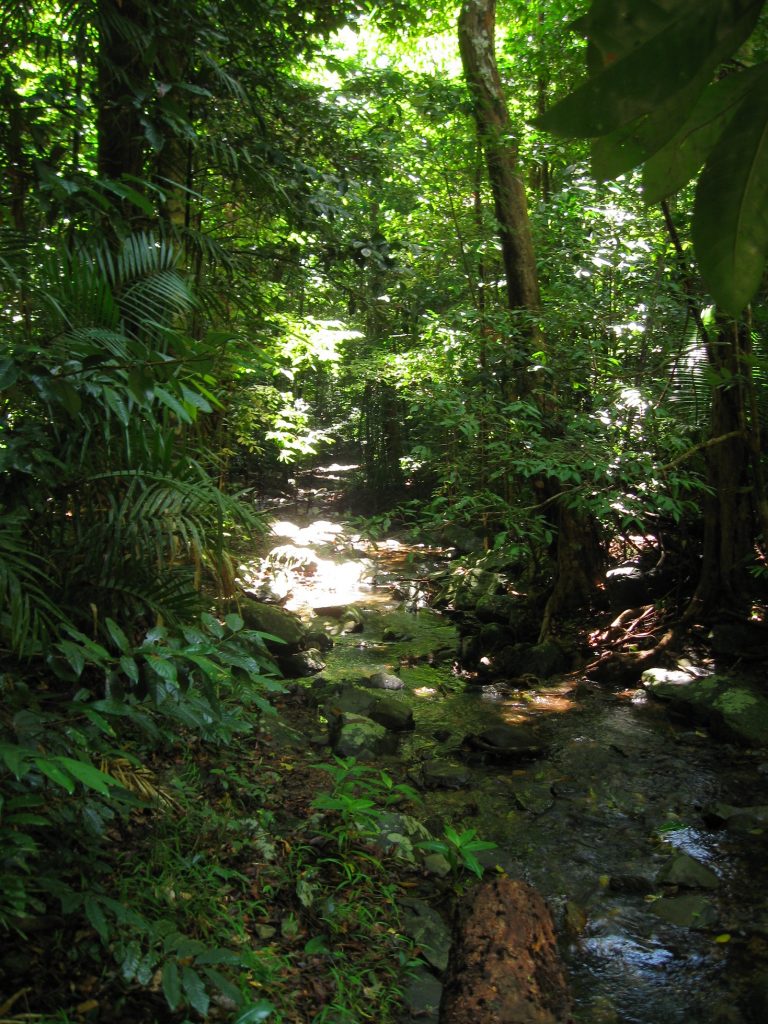 largest forest in the world - Daintree
